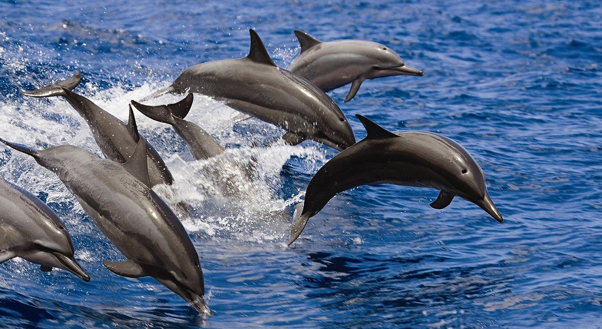 Socotra dolphin jump